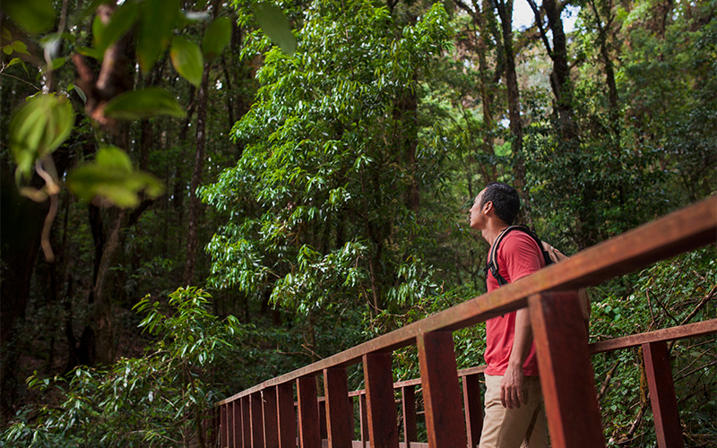 Man wearing a red shirt and backpack standing on a wooden bridge in a lush forest, gazing up at the tall green trees
