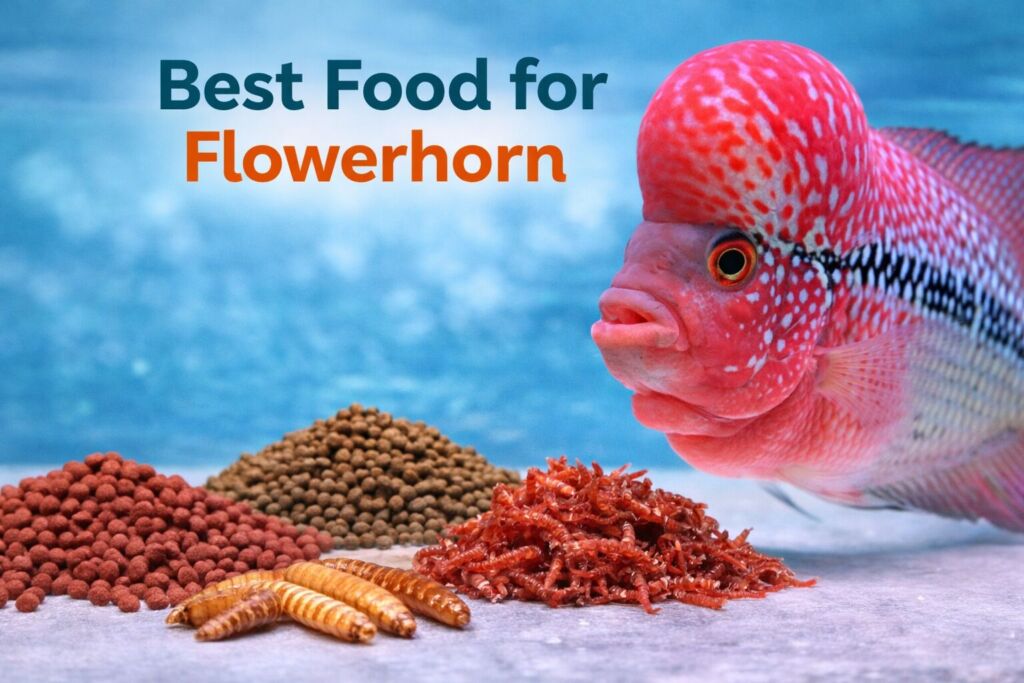 Best Food for Flowerhorn A Complete Feeding Guide Best food for flowerhorn