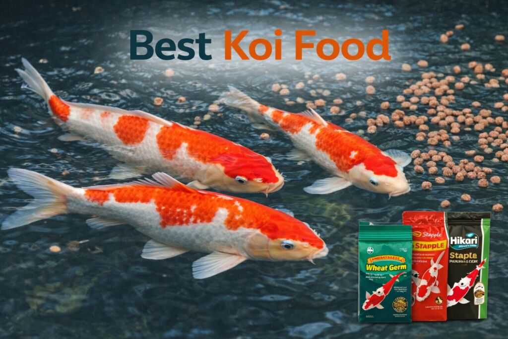Best Koi Food A Practical Guide for Healthy Growth and Colour best koi food